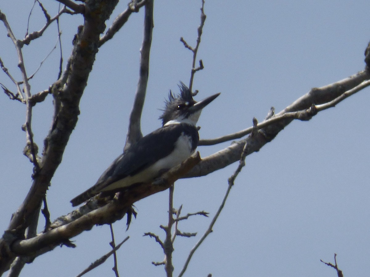 Belted Kingfisher - ML619000908