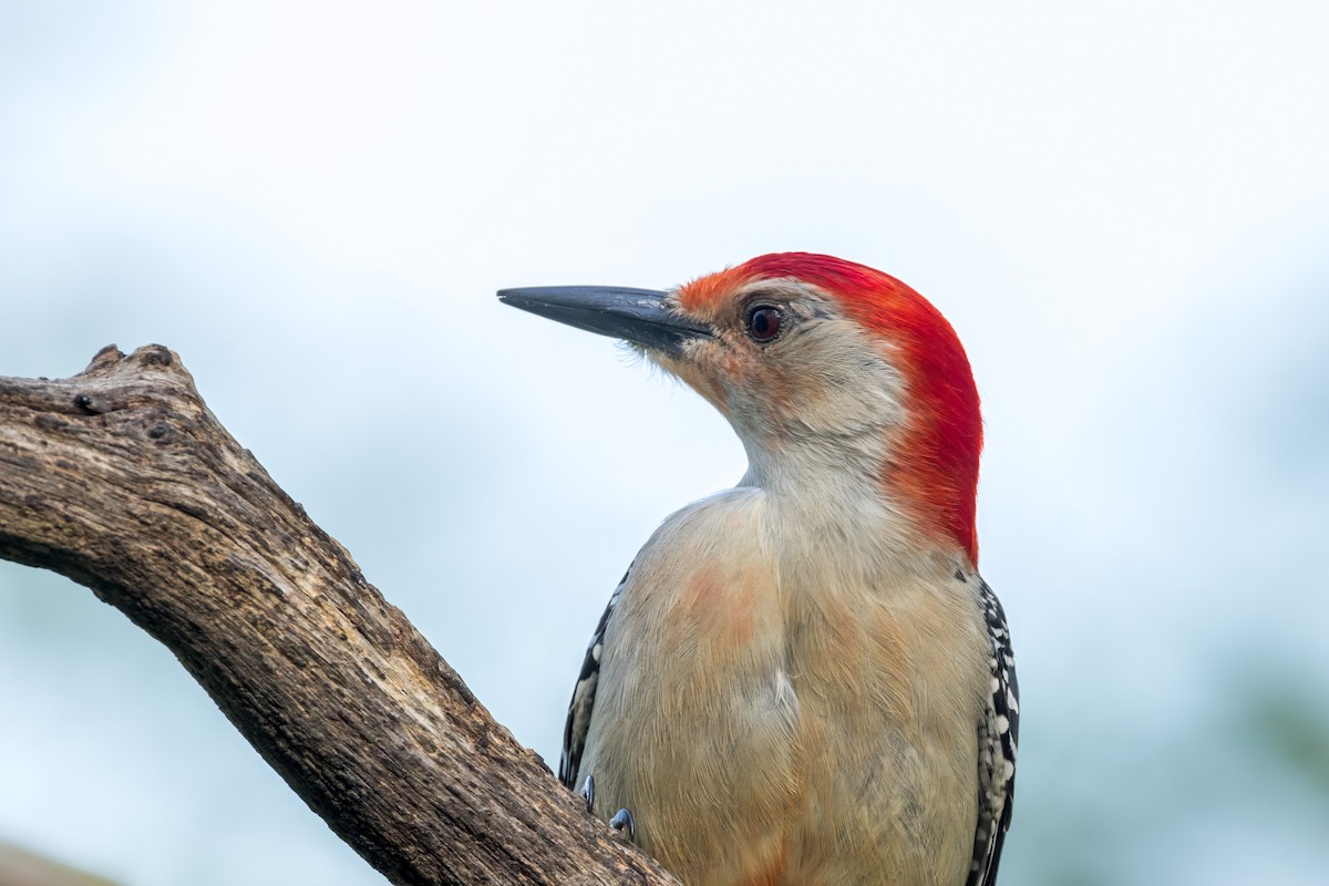 Red-bellied Woodpecker - ML619000917