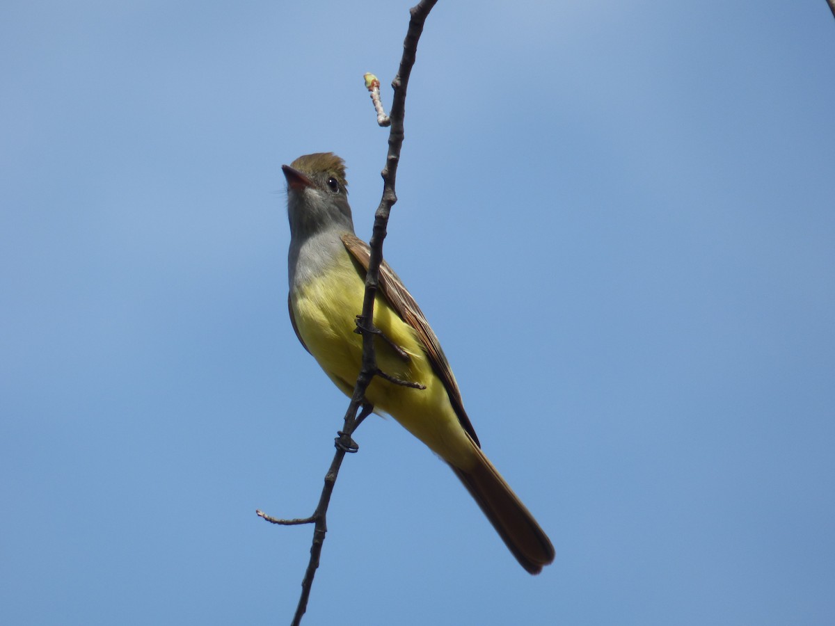 Great Crested Flycatcher - ML619000940