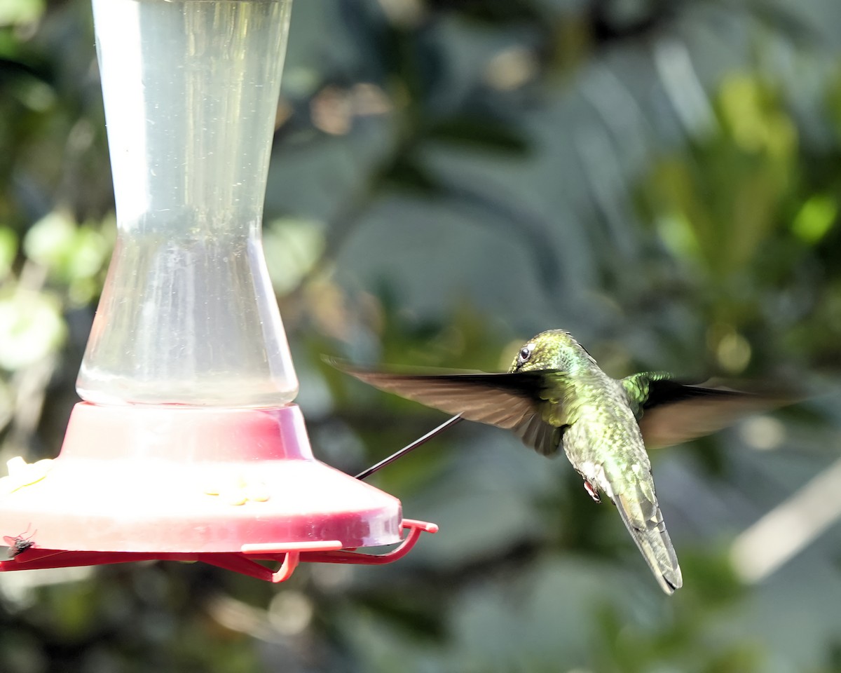 Sword-billed Hummingbird - Marie Ostrander