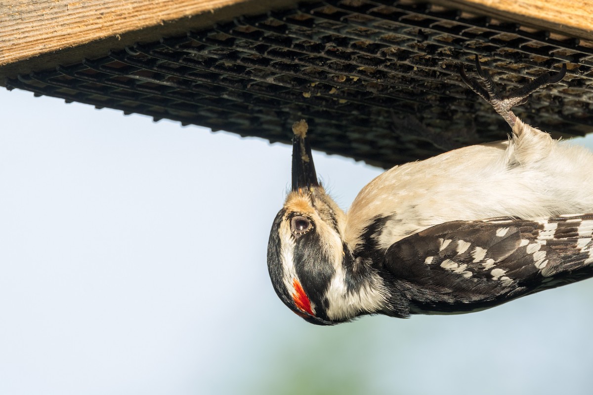 Hairy Woodpecker - Ric mcarthur