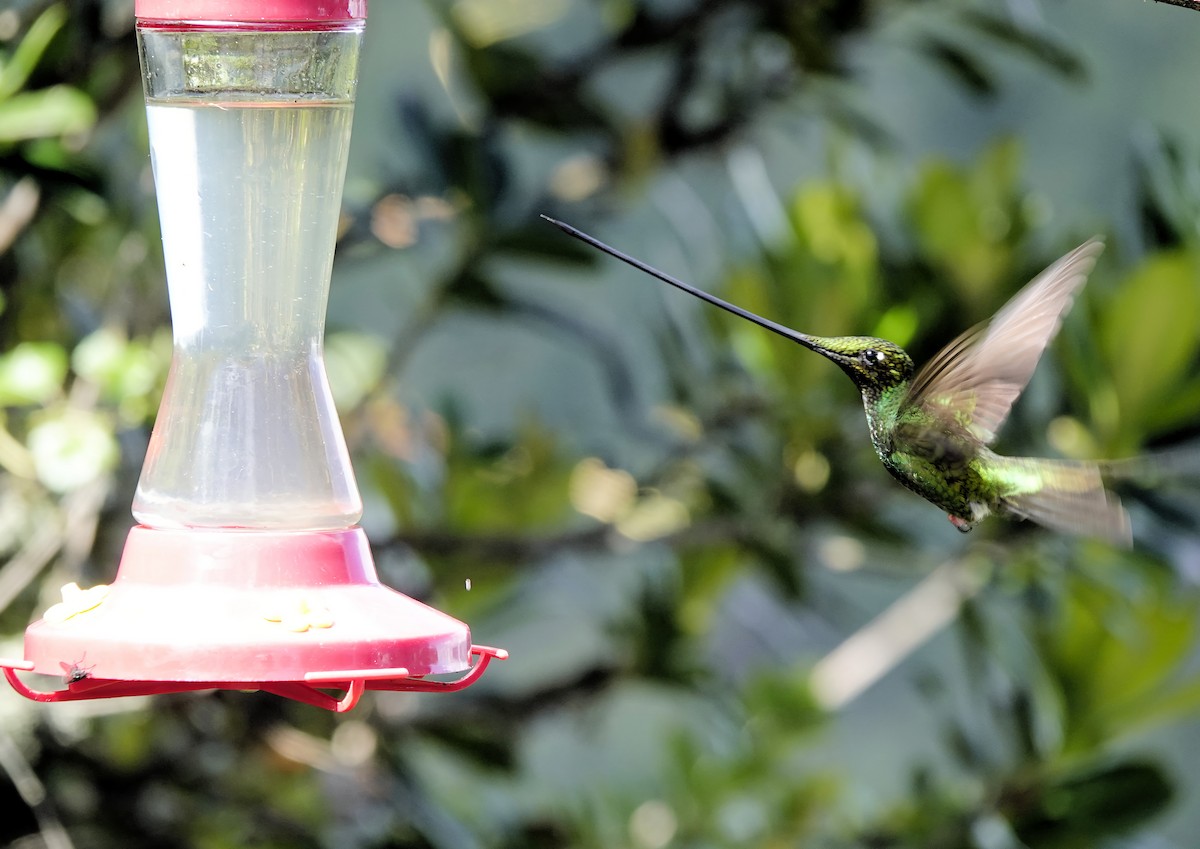 Sword-billed Hummingbird - Marie Ostrander