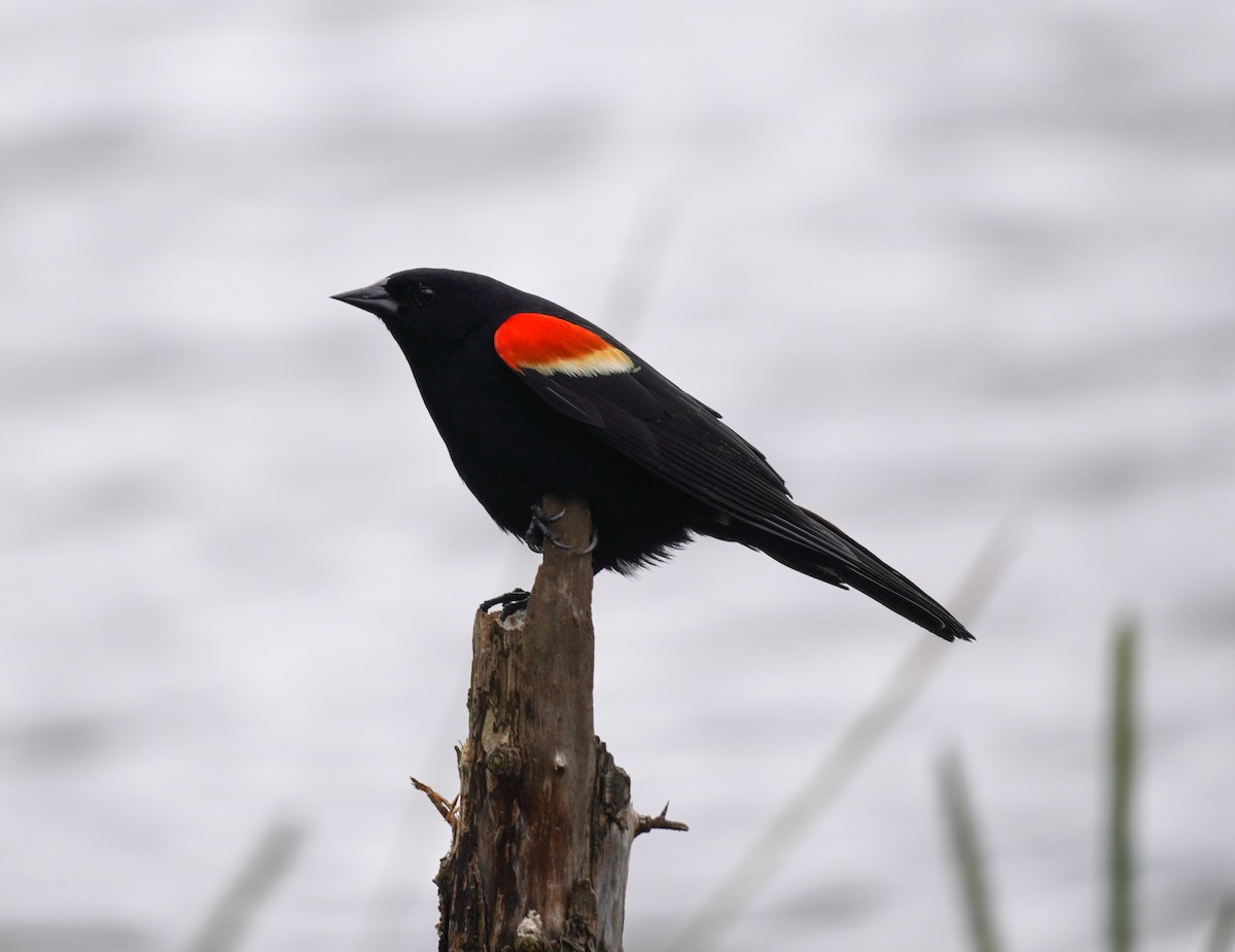 Red-winged Blackbird - ML619001005