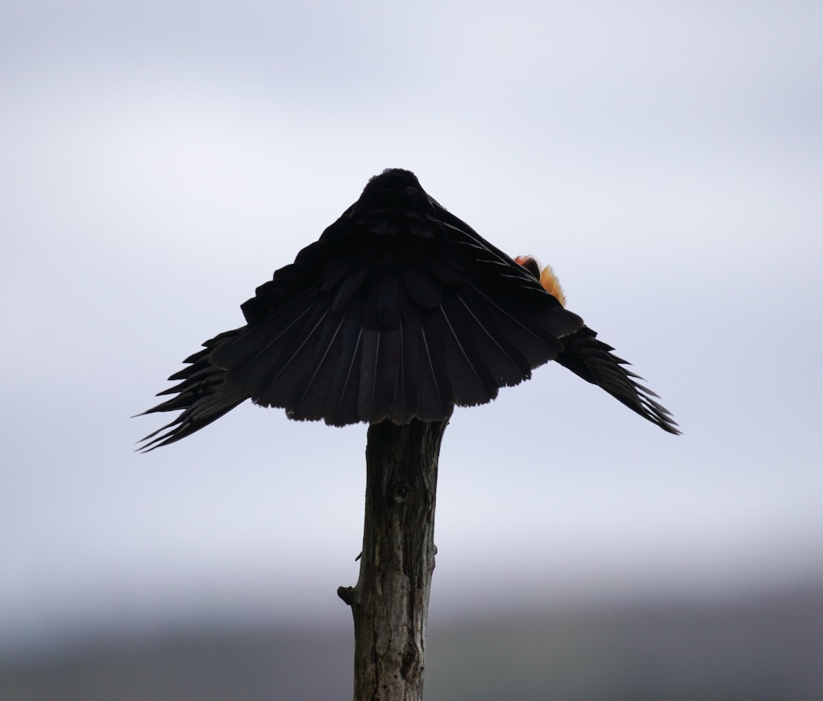 Red-winged Blackbird - Sarah Foote