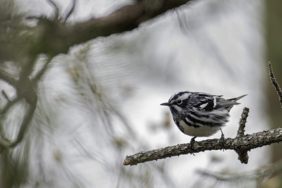Black-and-white Warbler - George Roussey