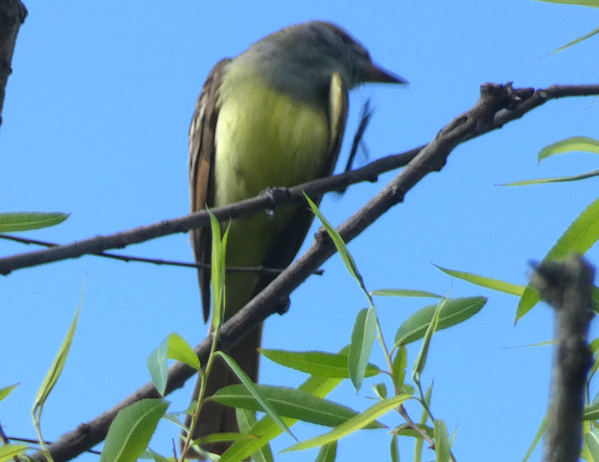 Great Crested Flycatcher - ML619001024