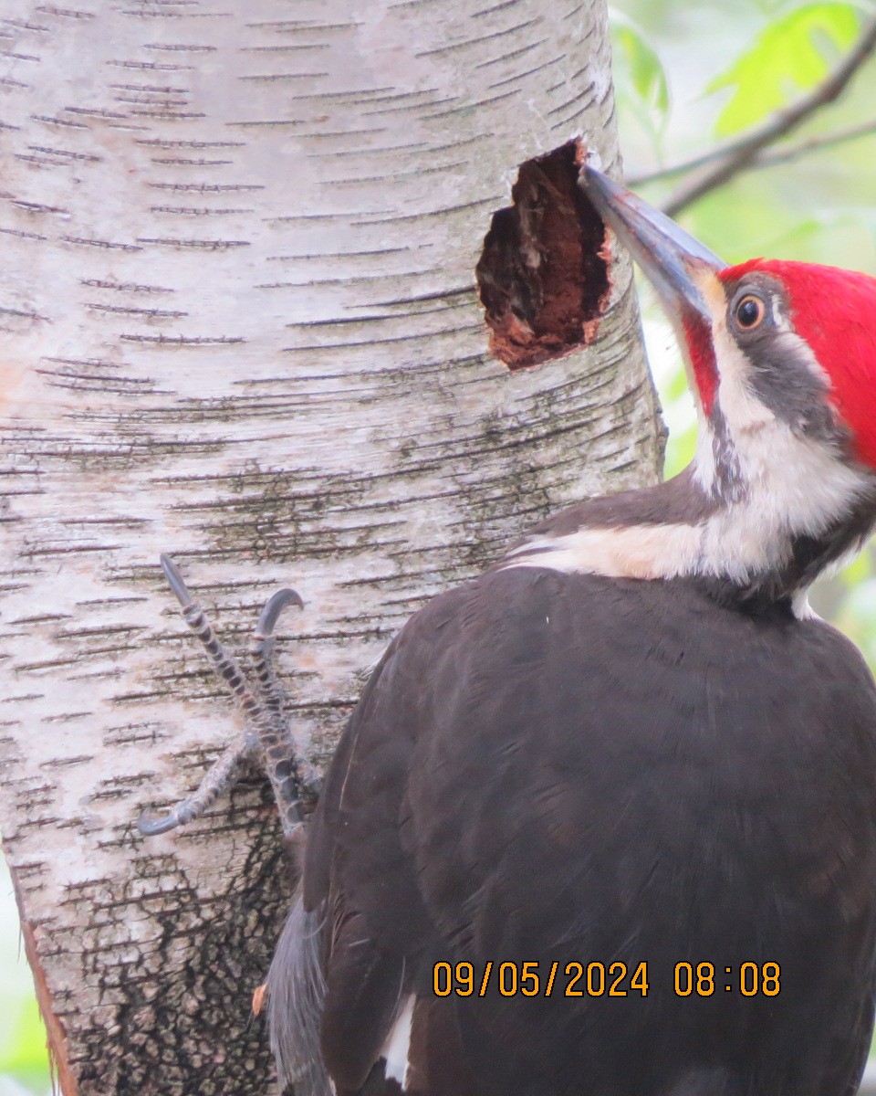 Pileated Woodpecker - Gary Bletsch