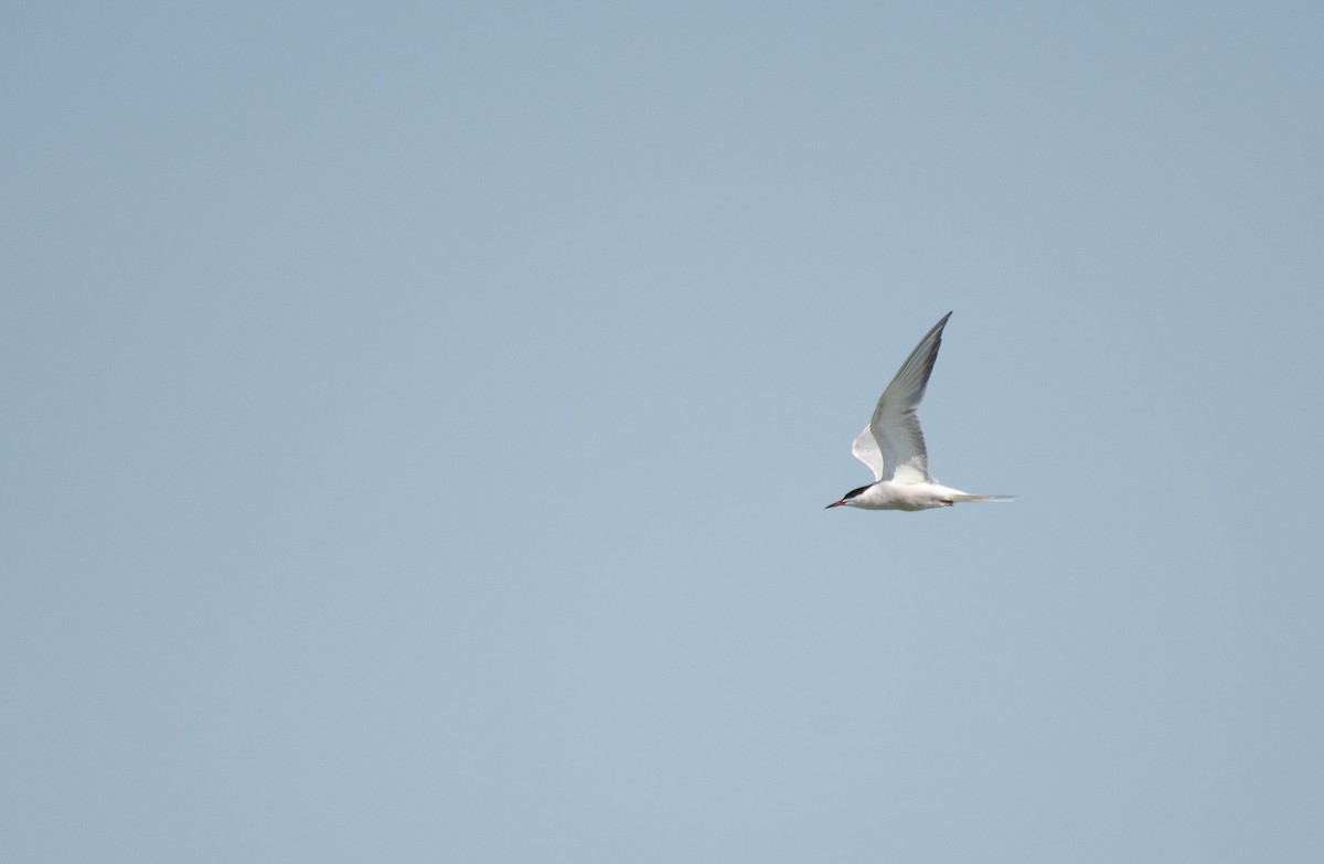 Common Tern - ML619001078