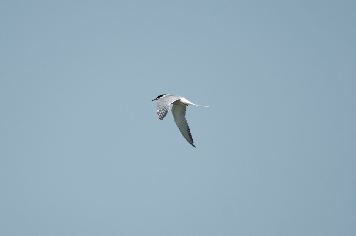 Common Tern - Henry  Trimpe