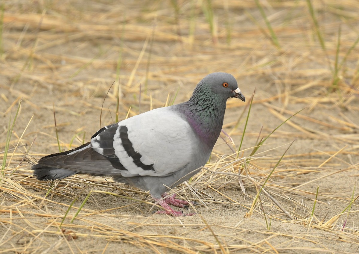 Rock Pigeon (Feral Pigeon) - ML619001082