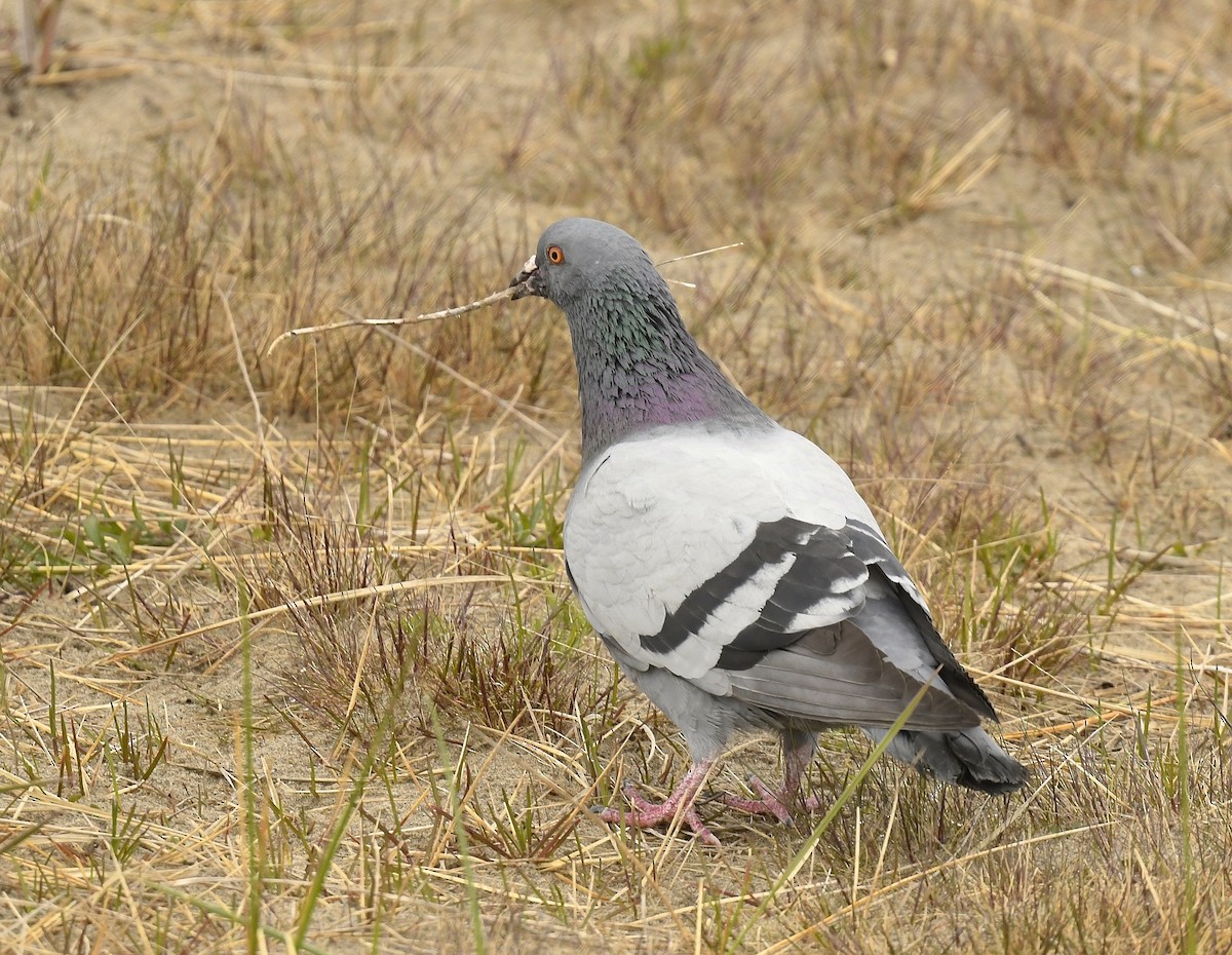 Rock Pigeon (Feral Pigeon) - ML619001083