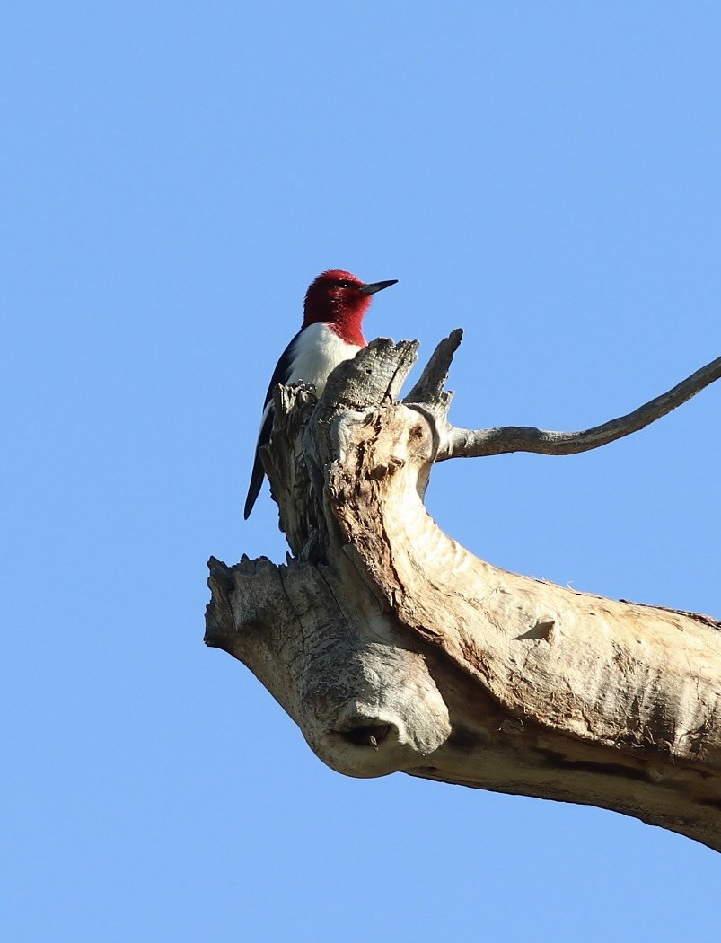 Red-headed Woodpecker - ML619001099