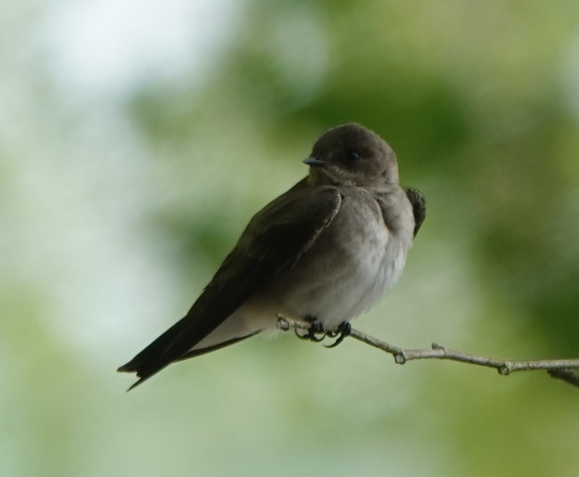 Northern Rough-winged Swallow - B Maguire