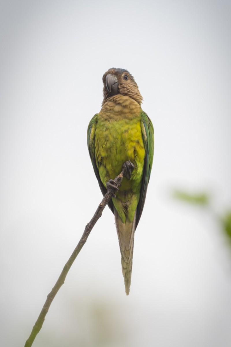 Brown-throated Parakeet - ML619001135