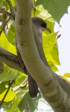 Yellow-billed Cuckoo - ML619001137