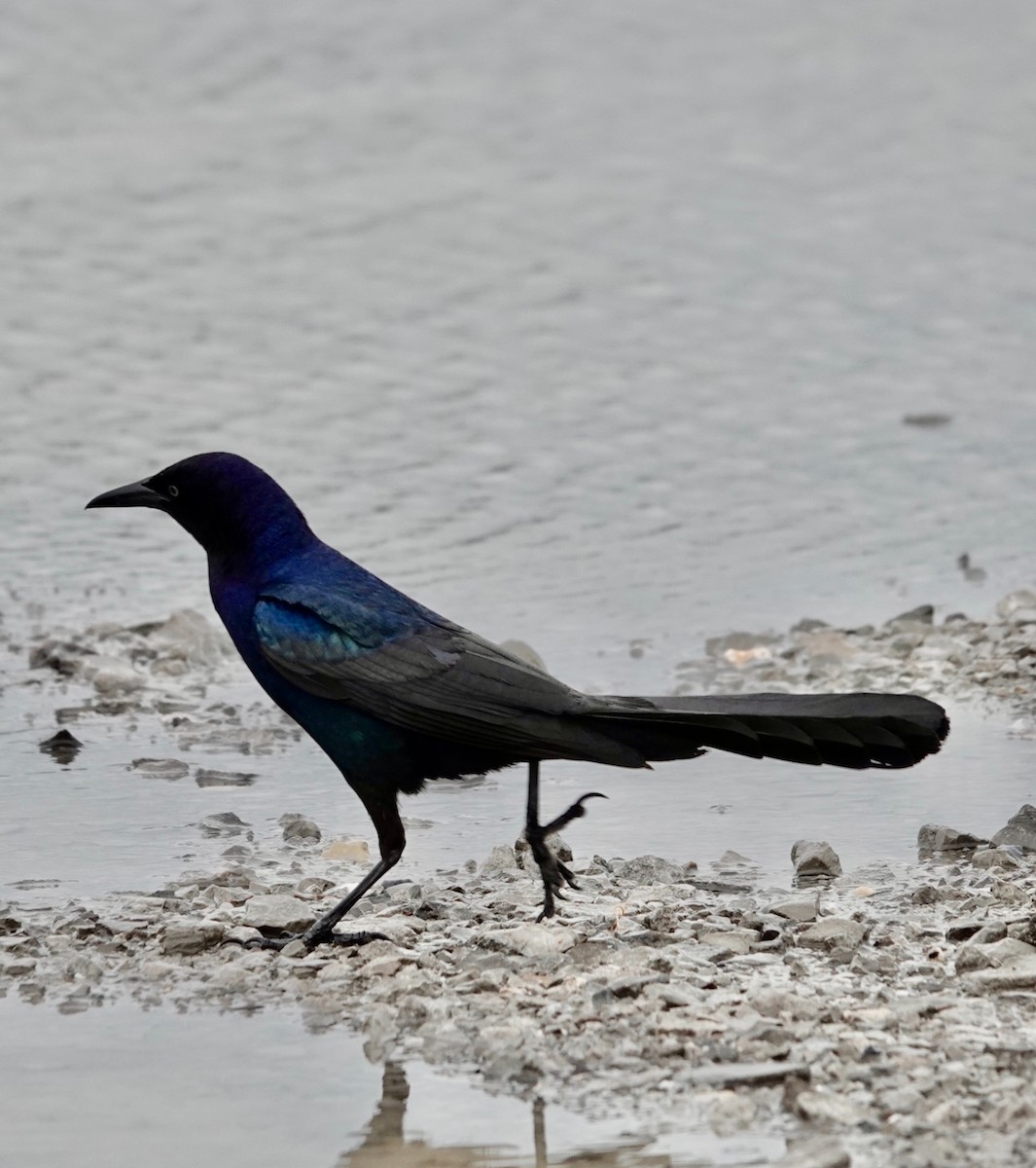 Boat-tailed Grackle - ML619001189