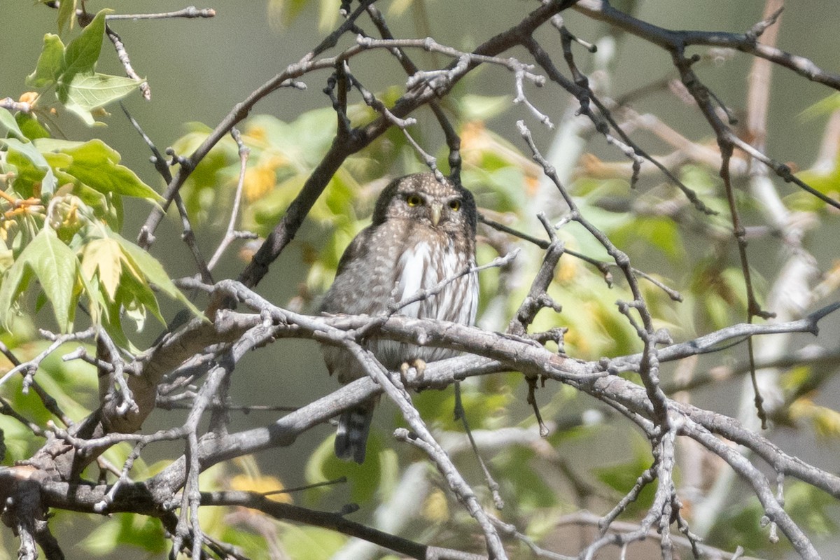 Northern Pygmy-Owl - Henrey Deese