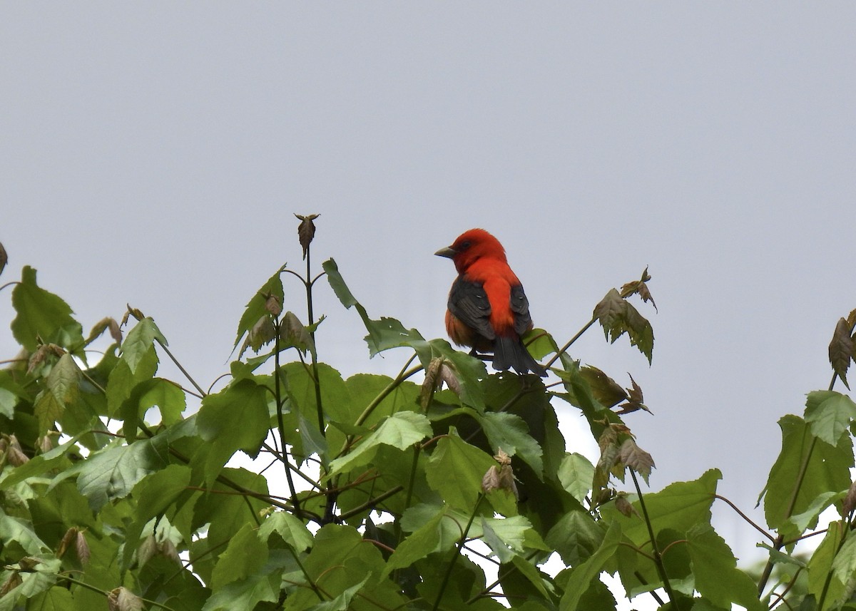 Scarlet Tanager - ML619001236