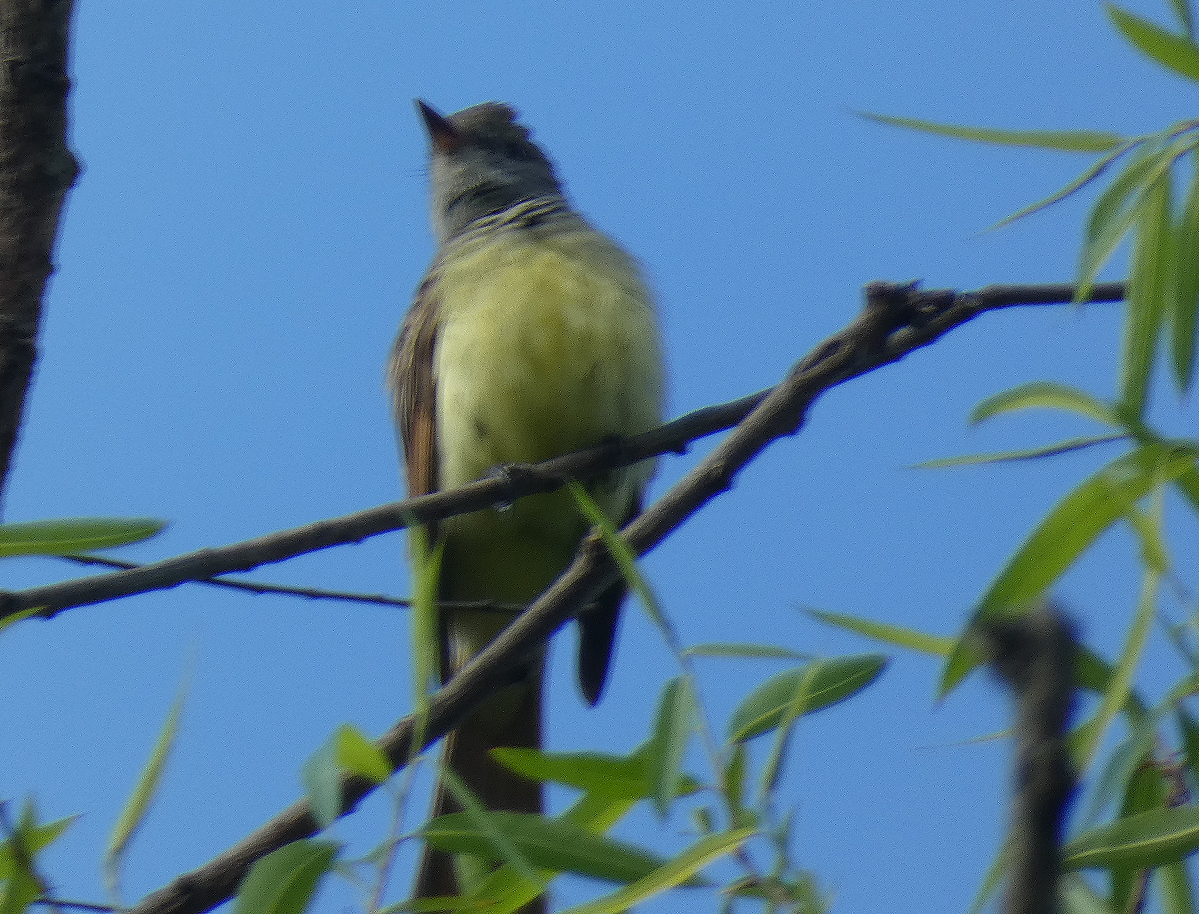 Great Crested Flycatcher - ML619001273
