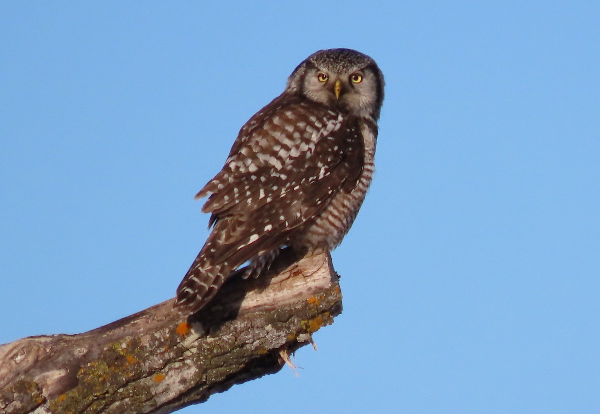 Northern Hawk Owl - ML619001300