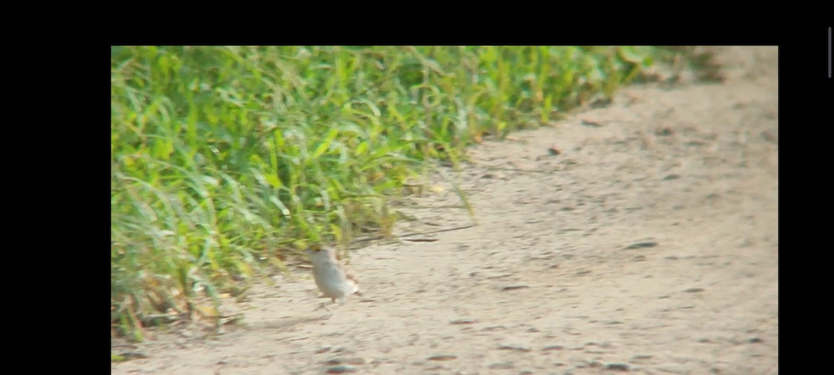 Grassland Sparrow - ML619001320