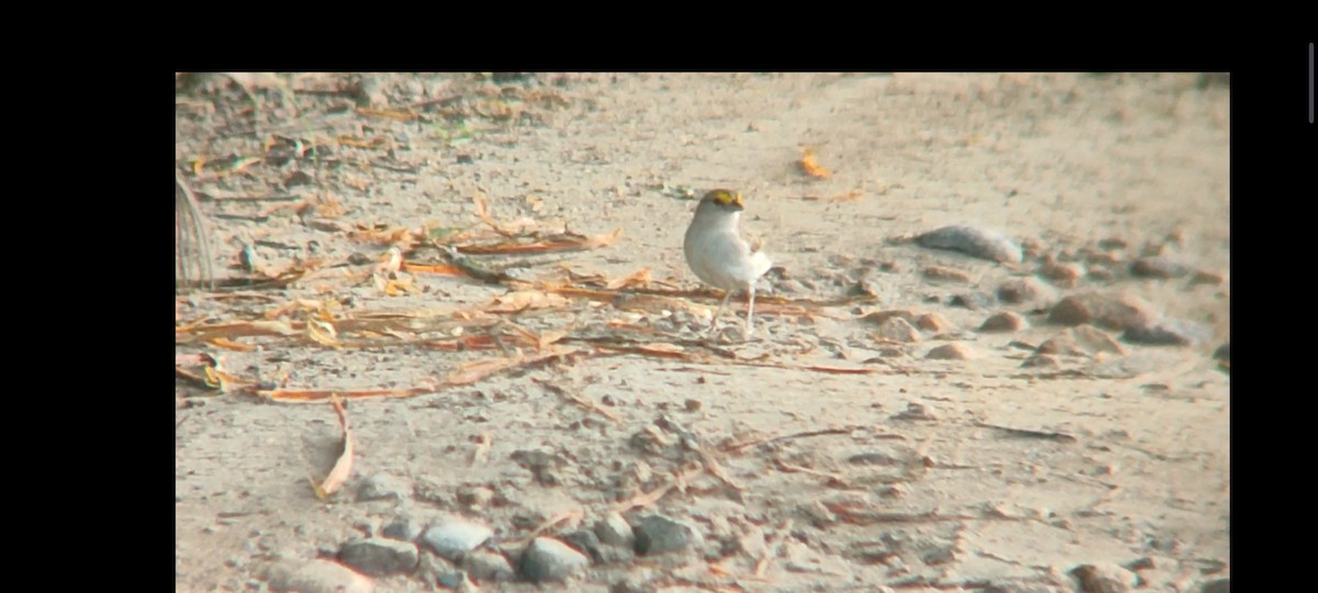 Grassland Sparrow - ML619001322