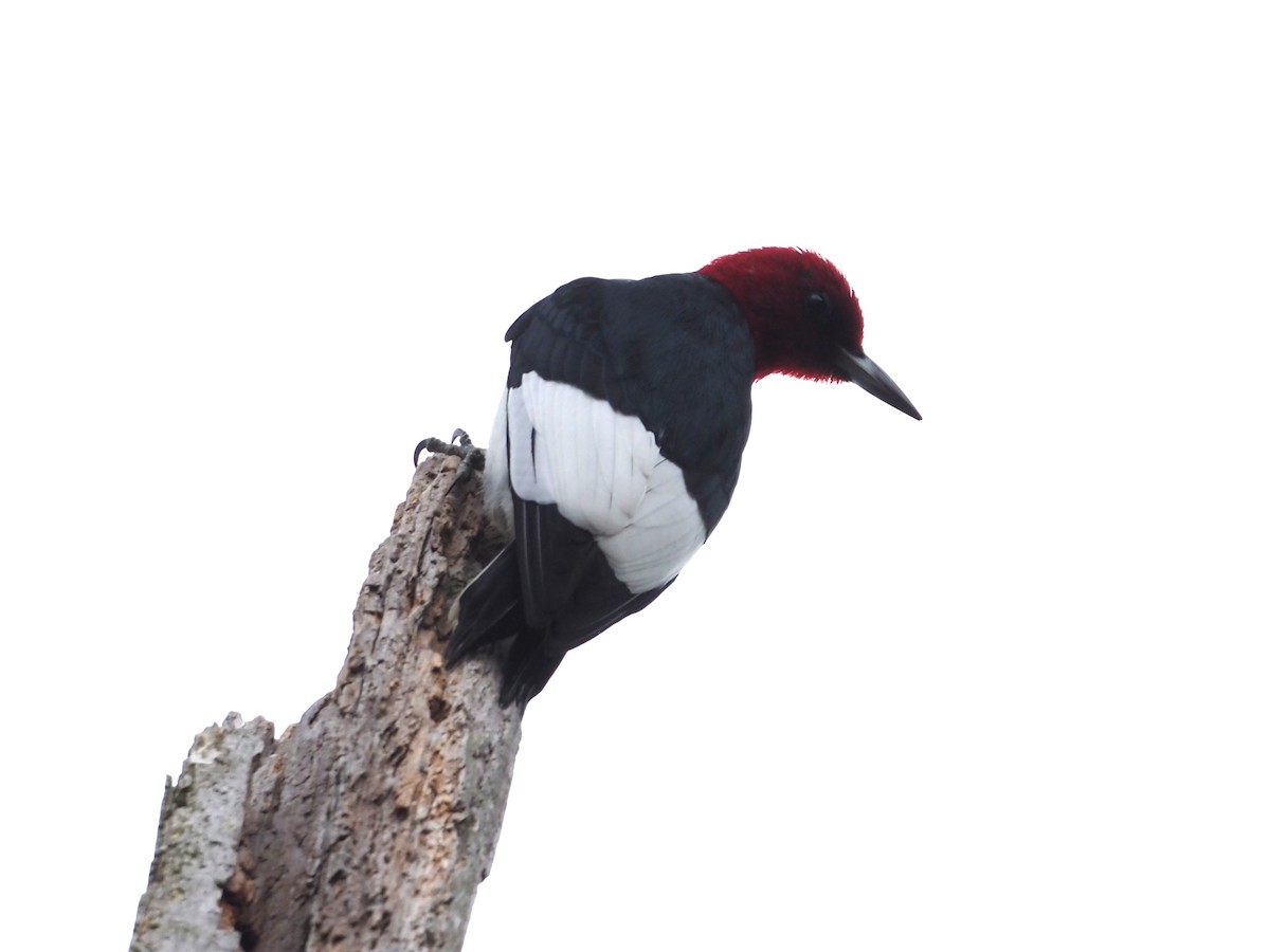 Red-headed Woodpecker - ML619001330
