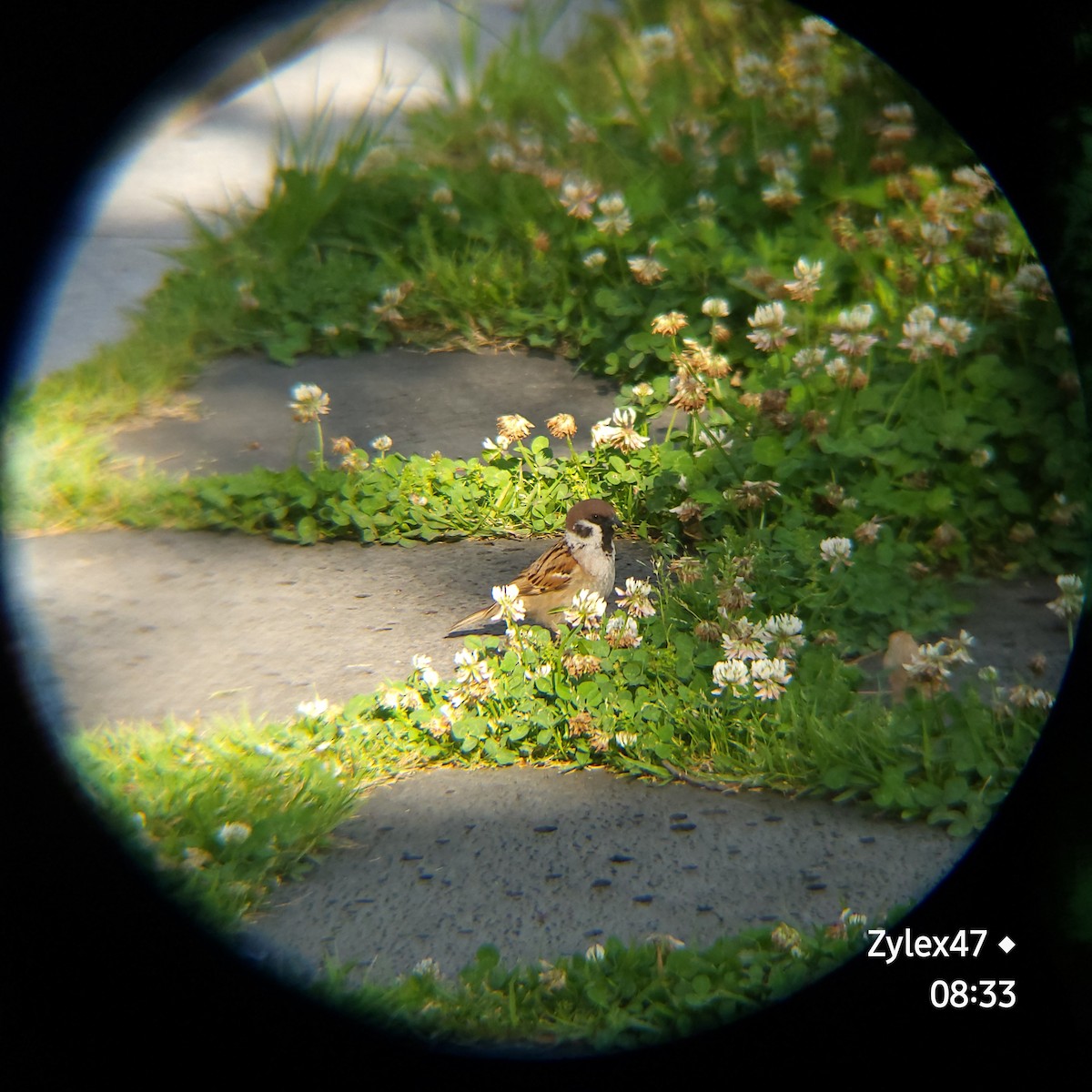 Eurasian Tree Sparrow - ML619001347