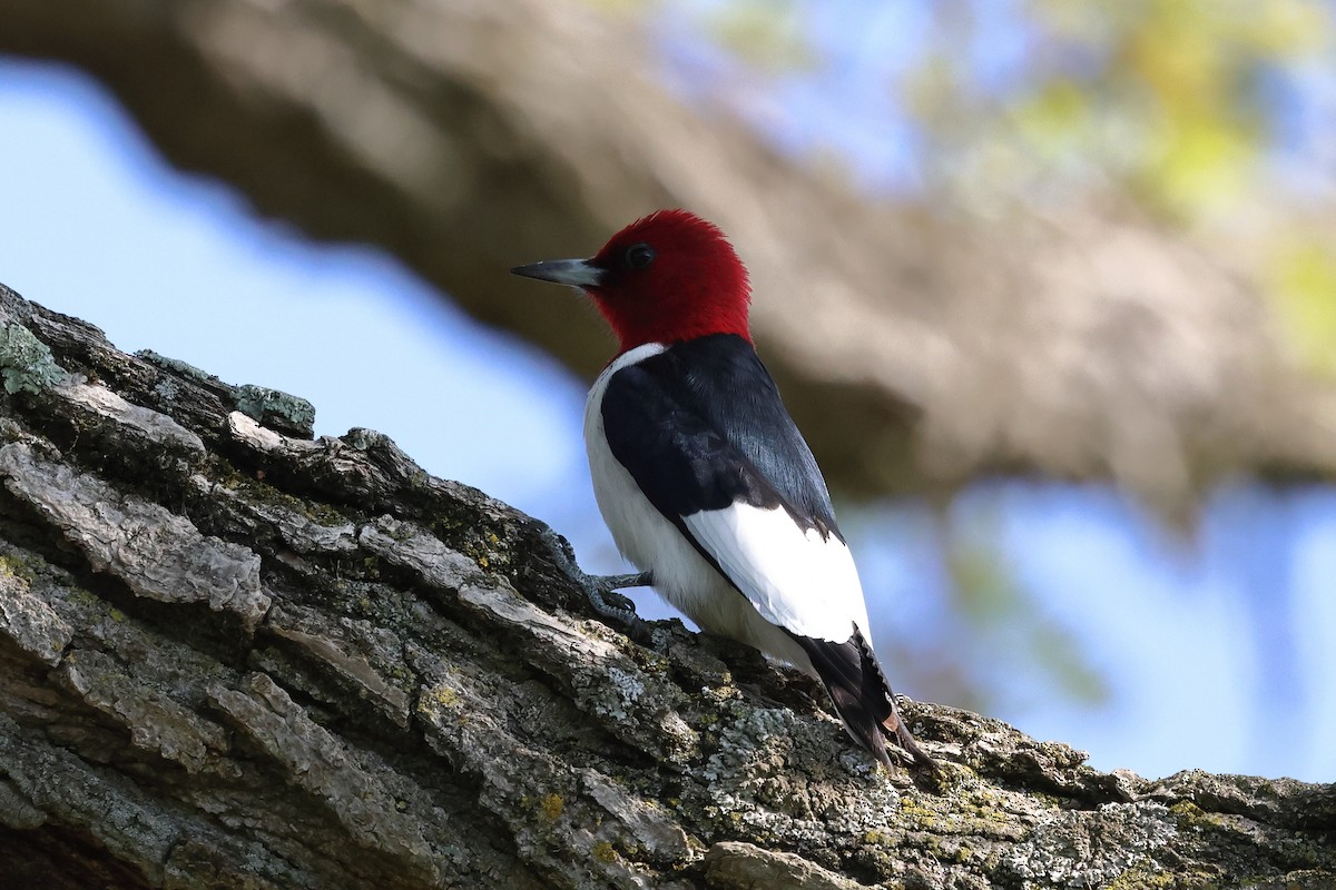 Red-headed Woodpecker - Keith Pflieger