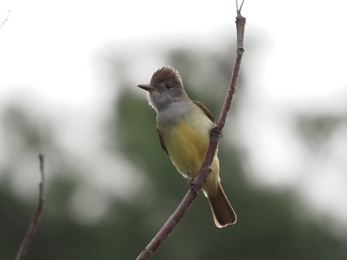 Great Crested Flycatcher - ML619001384
