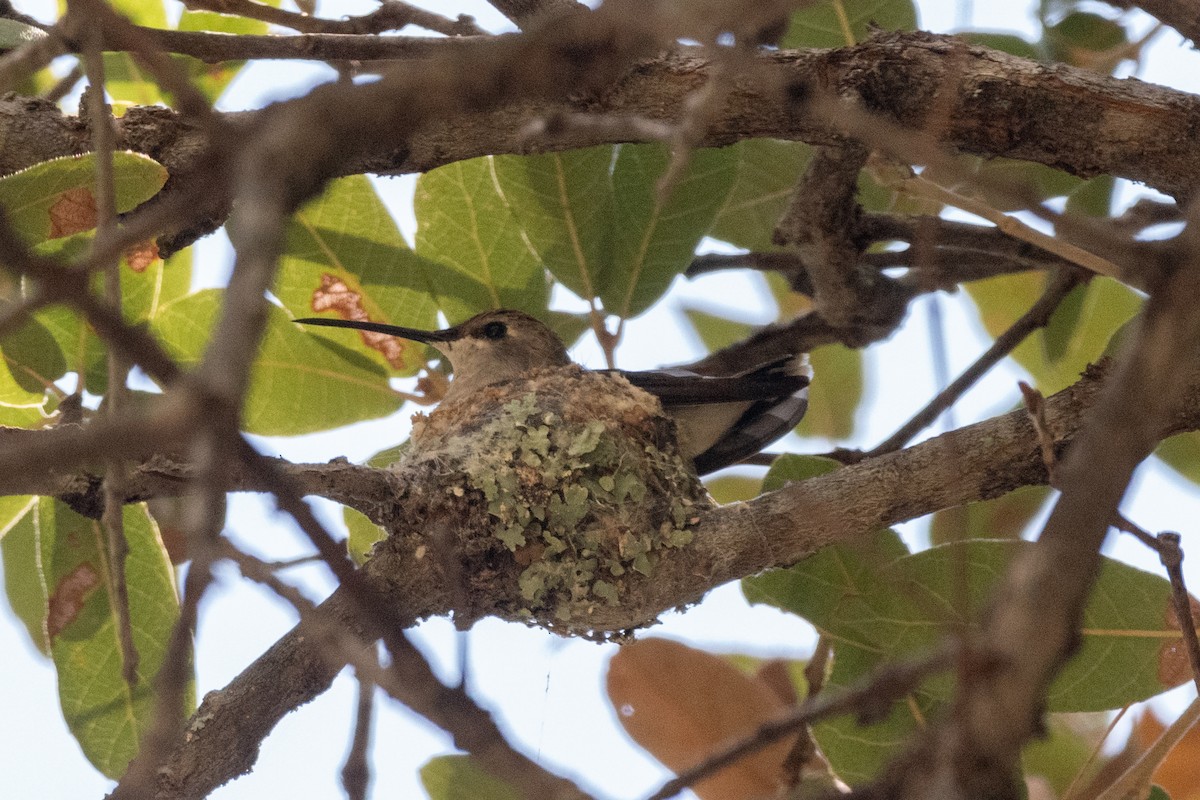 Black-chinned Hummingbird - ML619001399