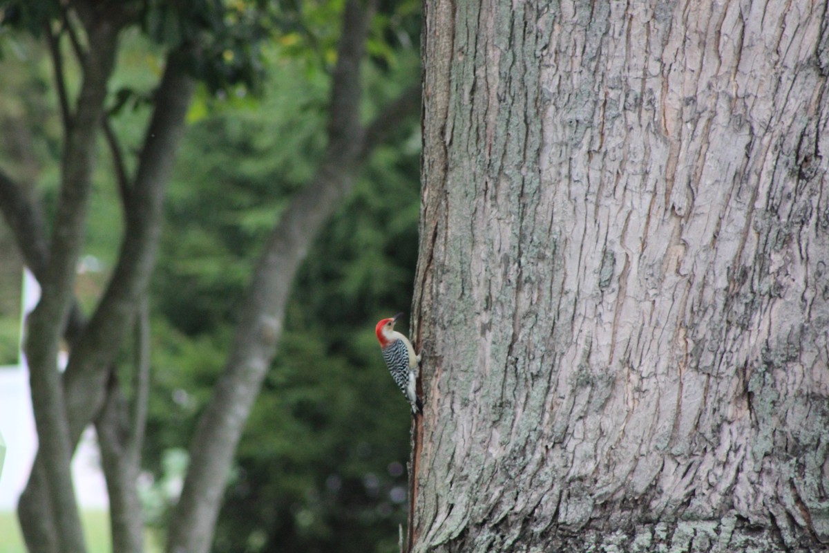 Red-bellied Woodpecker - Nicholas Yarnall