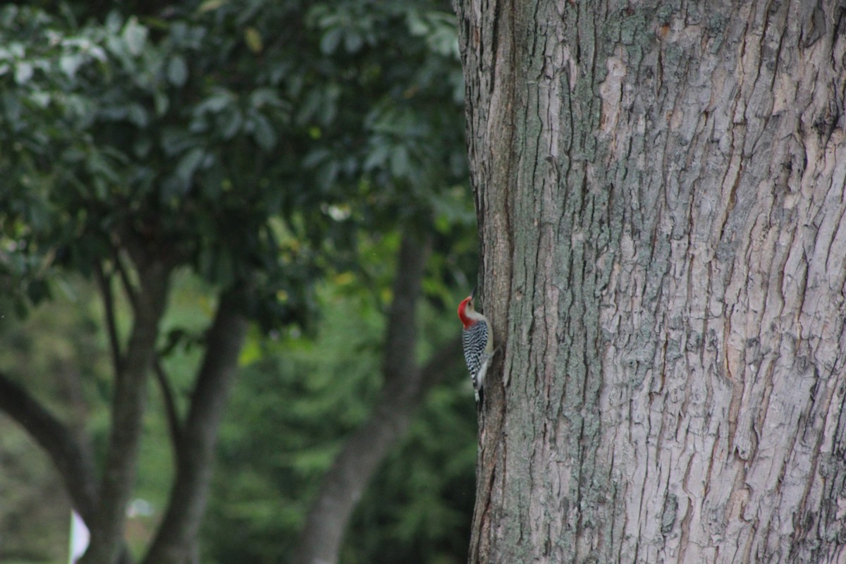 Red-bellied Woodpecker - Nicholas Yarnall