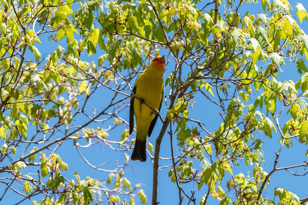 Western Tanager - ML619001474