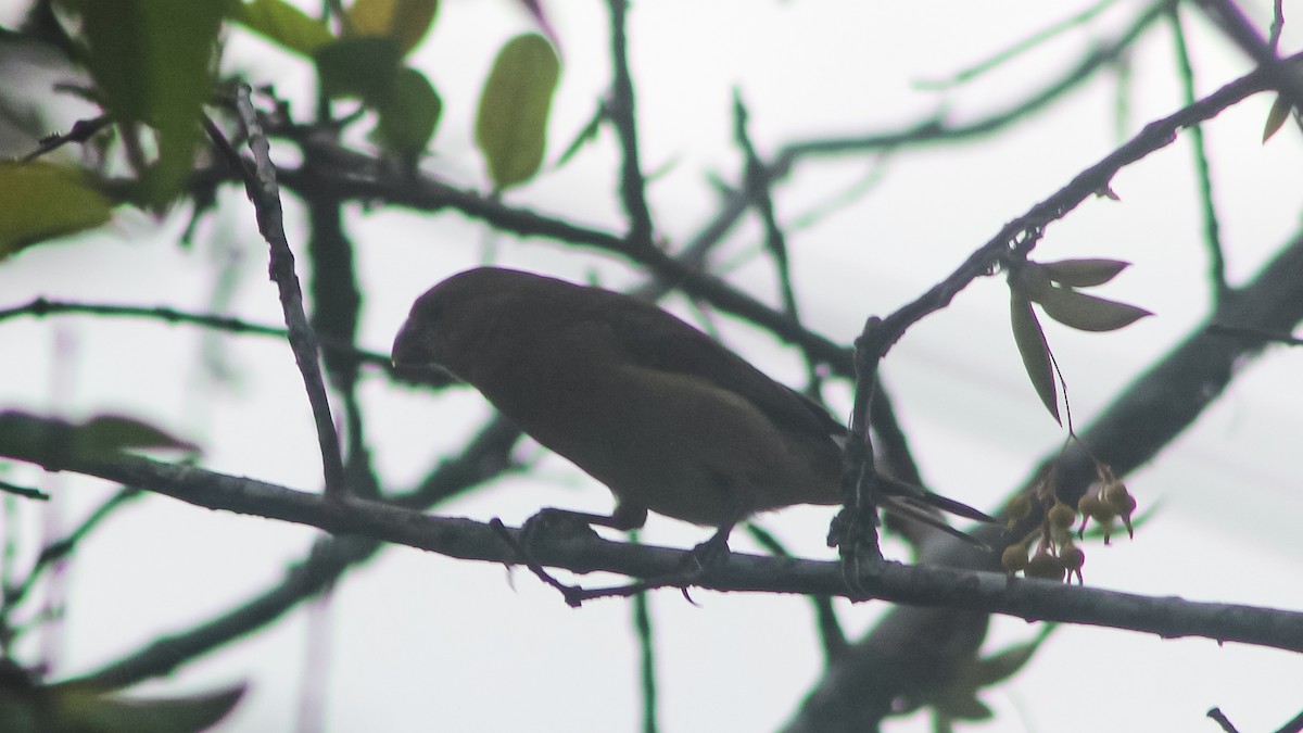 Gray Seedeater - ML619001499