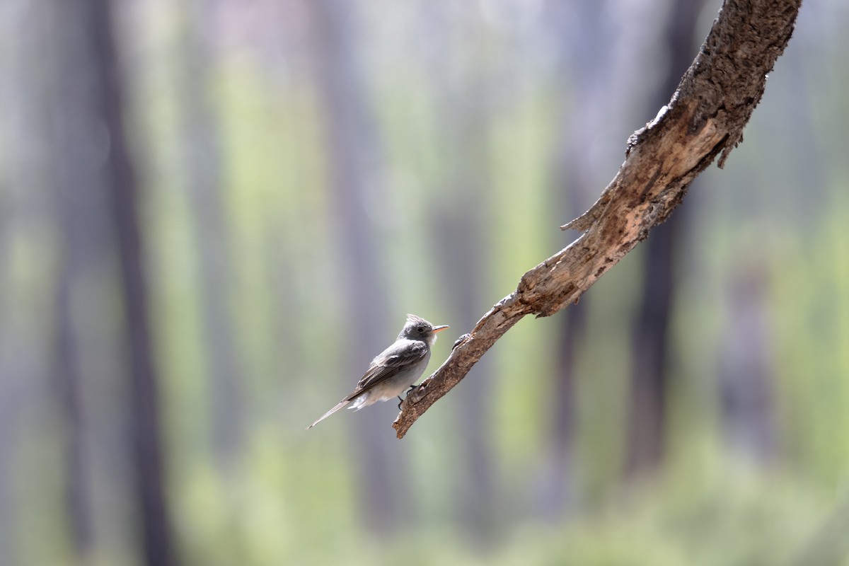 Greater Pewee - ML619001521