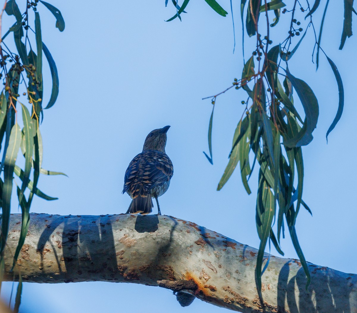 Spotted Bowerbird - Paul Rankin