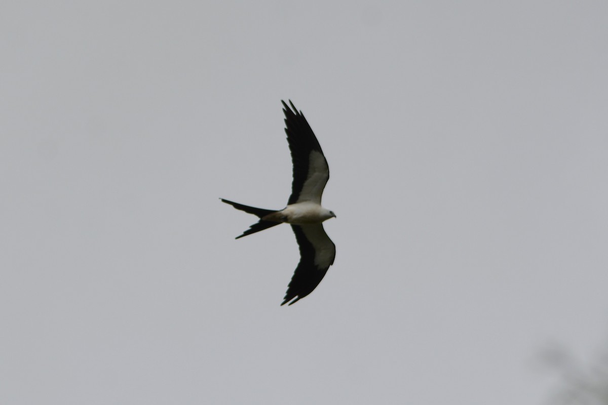 Swallow-tailed Kite - ML619001529