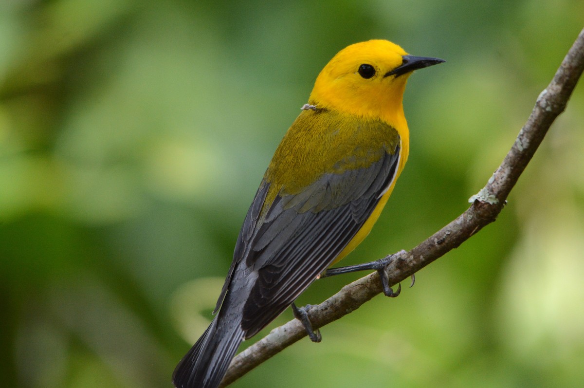 Prothonotary Warbler - ML619001554