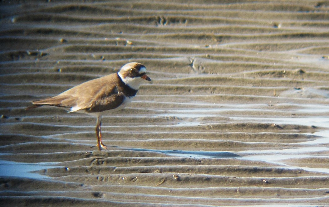 Semipalmated Plover - ML619001561