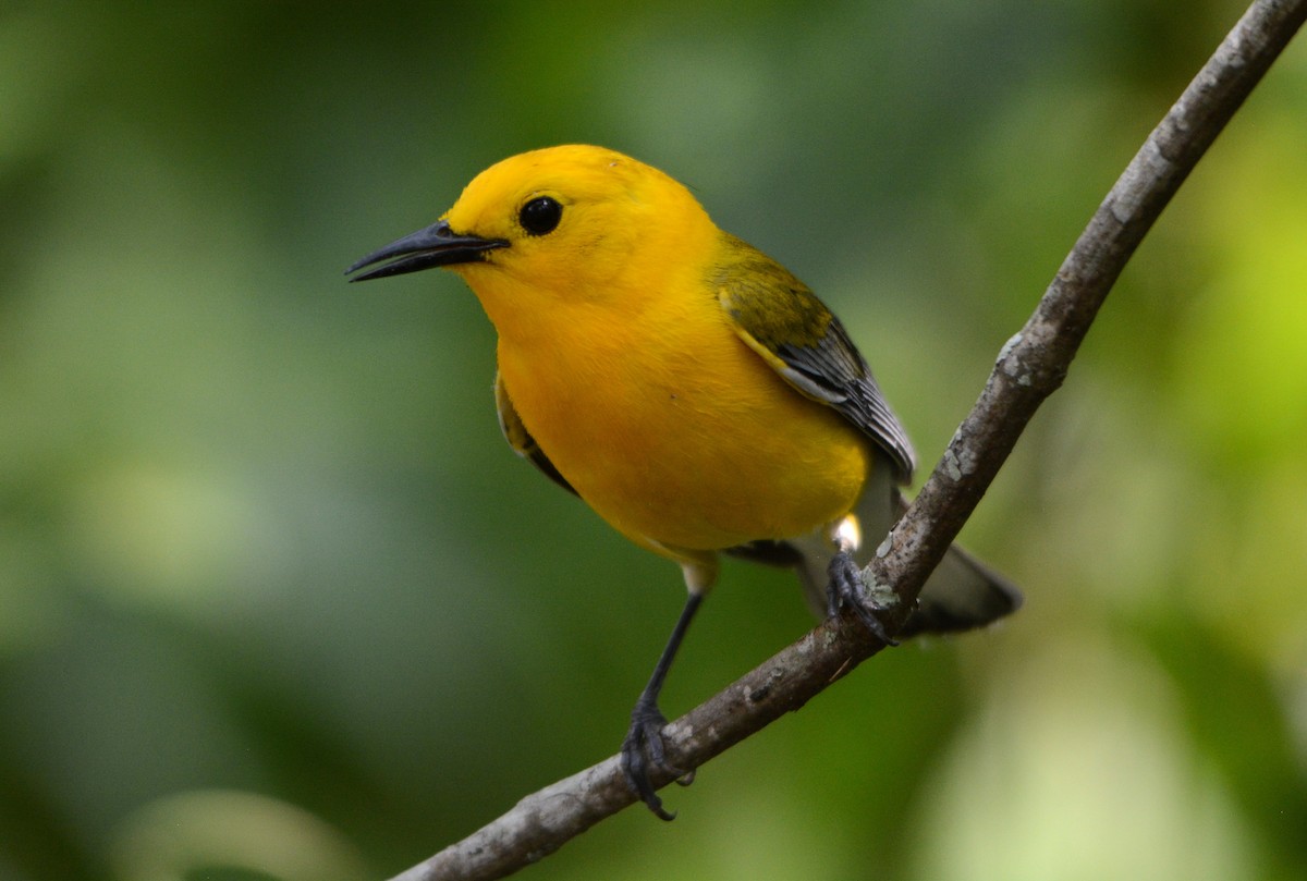 Prothonotary Warbler - ML619001563
