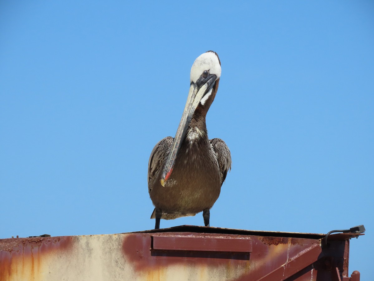 Brown Pelican (California) - ML619001575