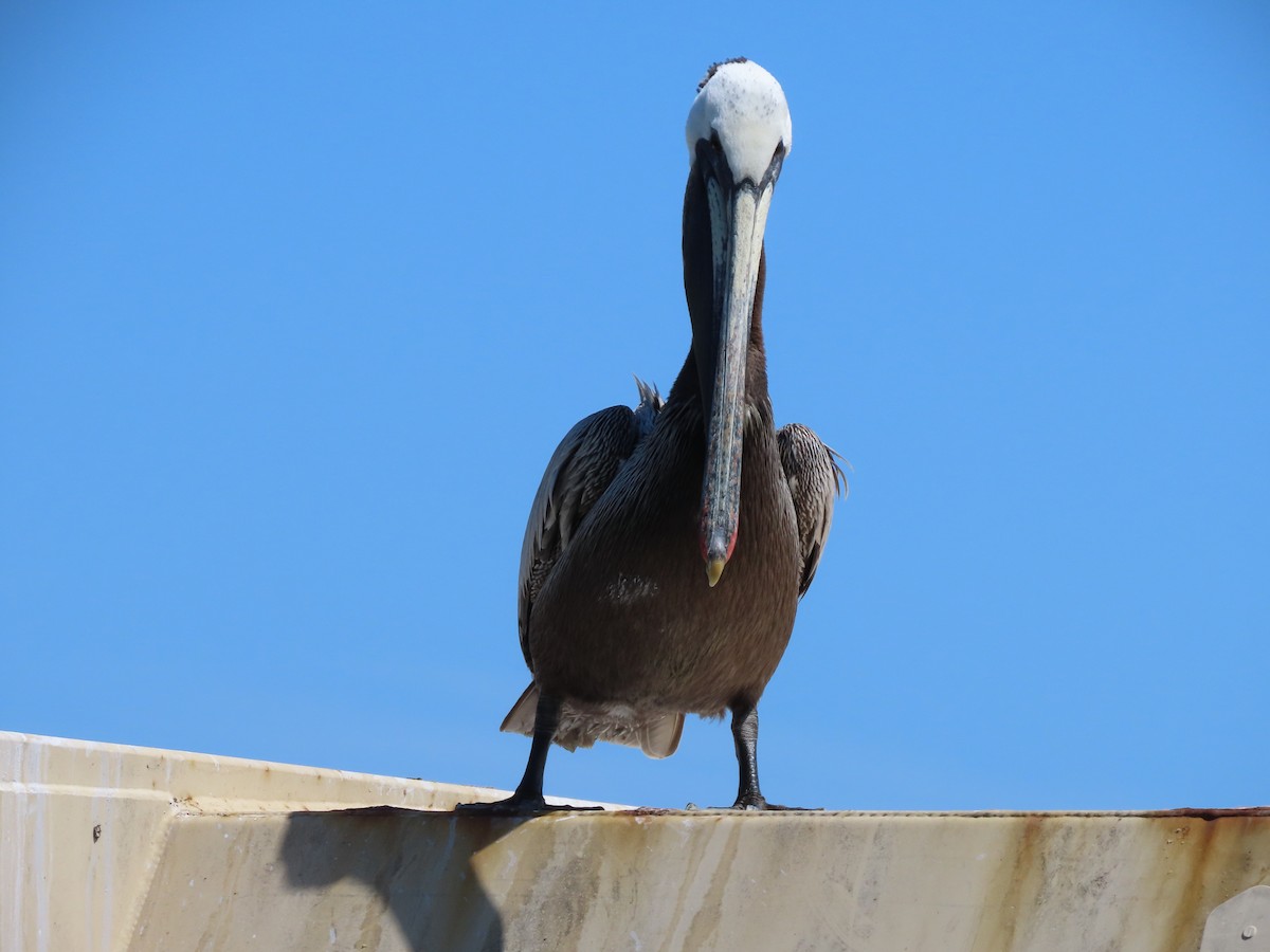 Brown Pelican (California) - ML619001577