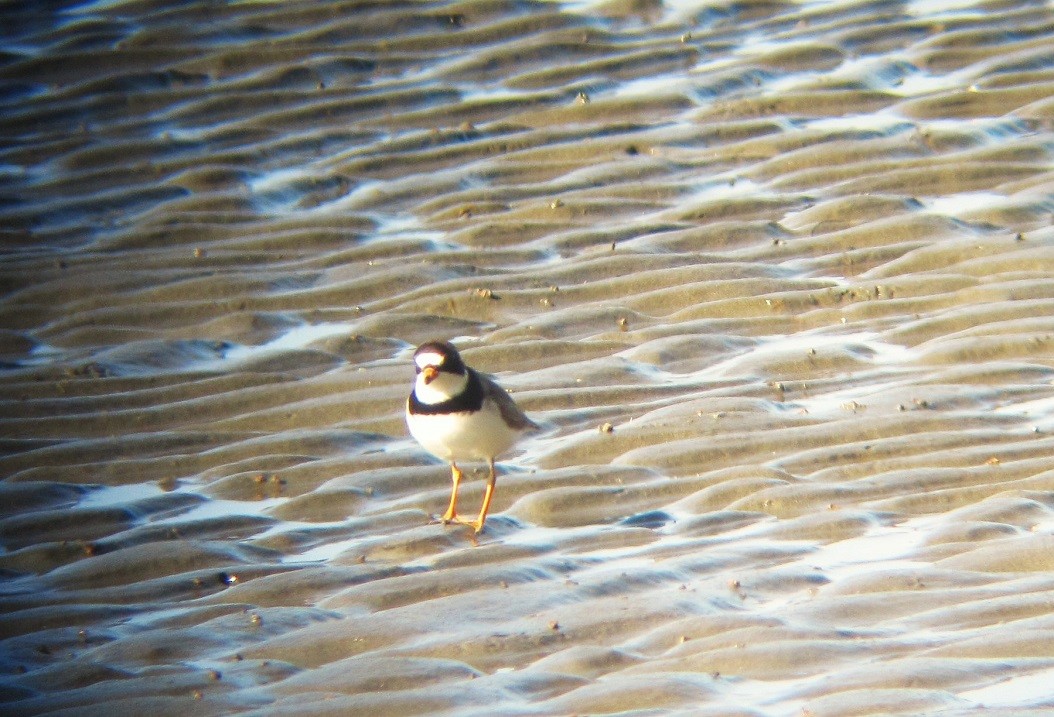 Semipalmated Plover - ML619001589