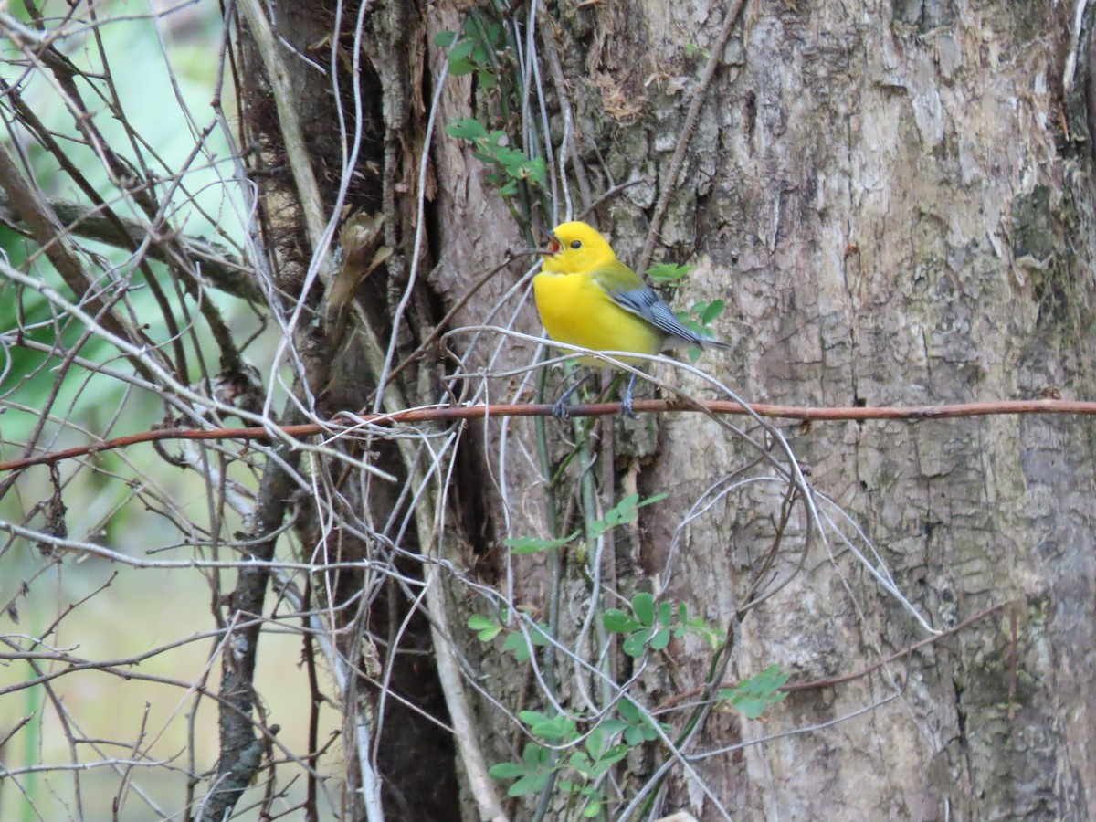 Prothonotary Warbler - ML619001600