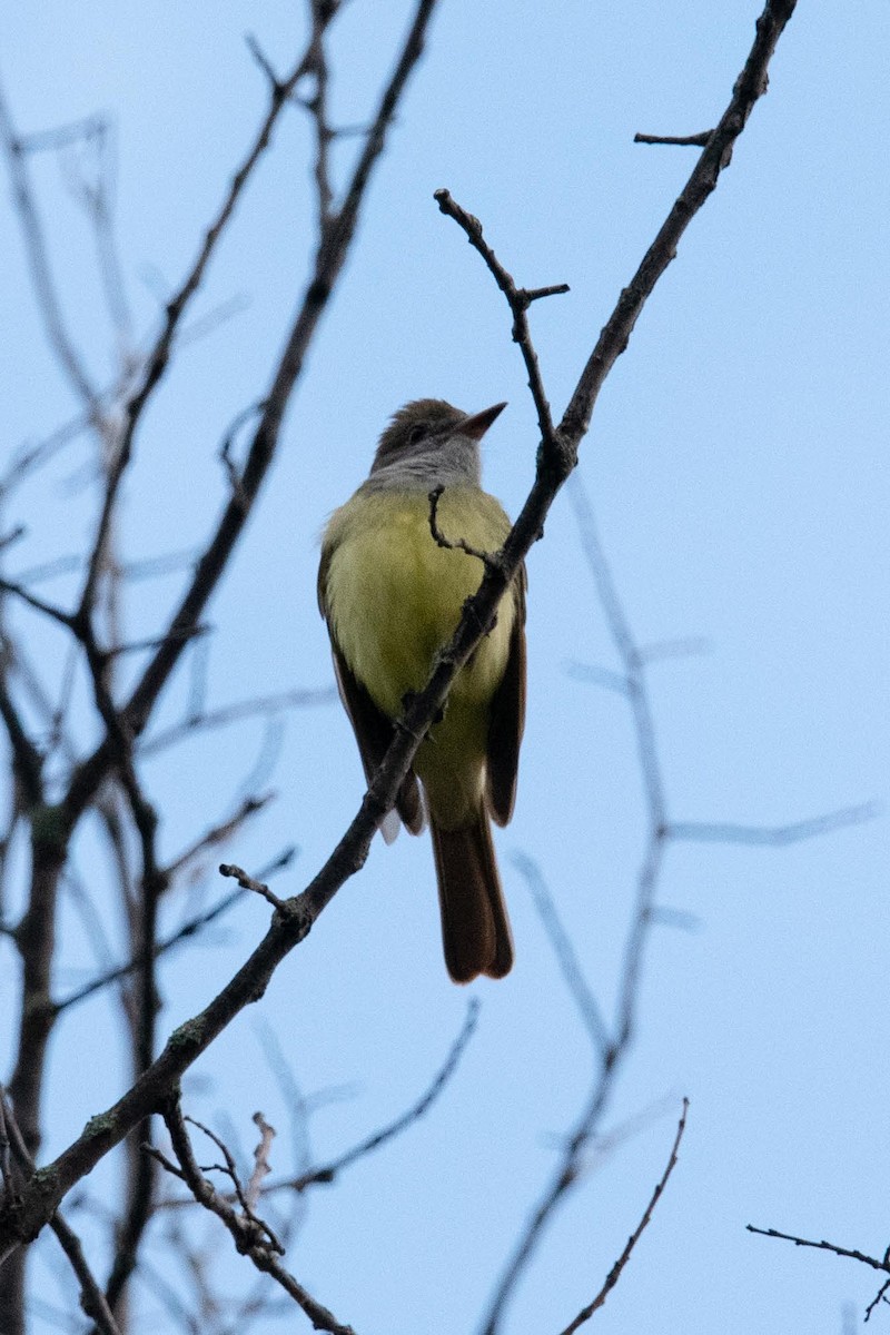 Great Crested Flycatcher - ML619001680