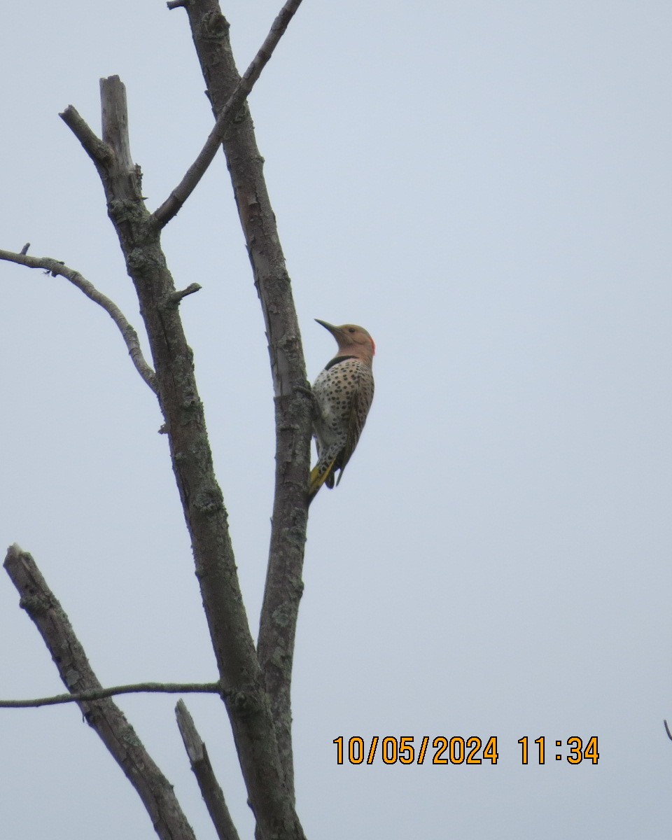 Northern Flicker (Yellow-shafted) - ML619001681