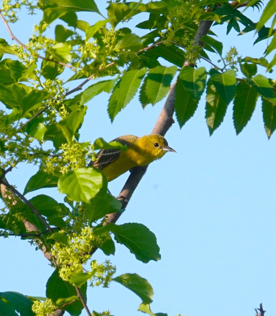 Orchard Oriole - ML619001683