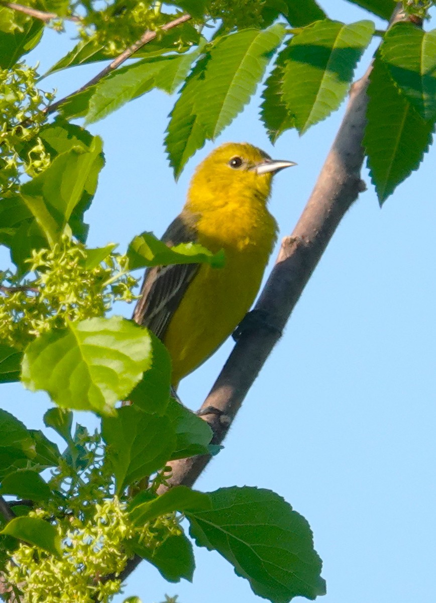 Orchard Oriole - ML619001686
