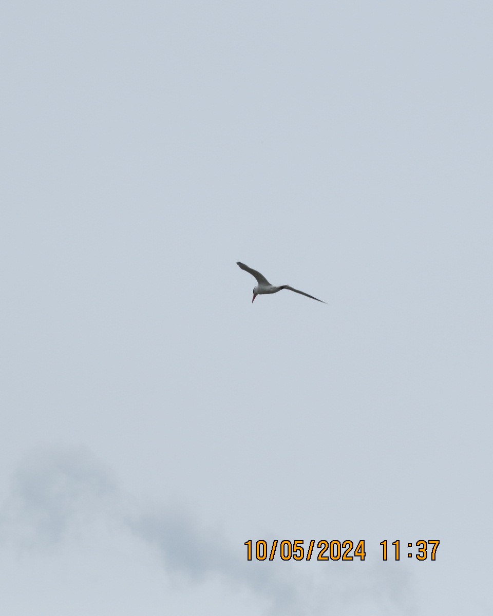 裏海燕鷗 - ML619001691
